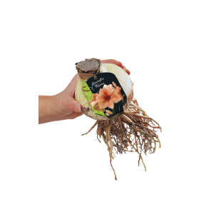 Geliefde Amaryllis soorten