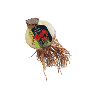 Geliefde Amaryllis soorten