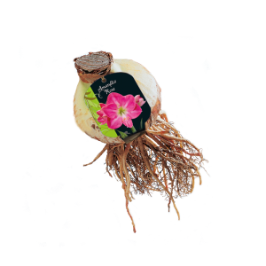 Geliefde Amaryllis soorten