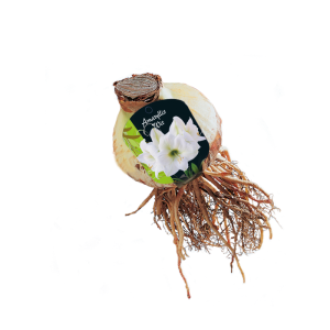 Geliefde Amaryllis soorten