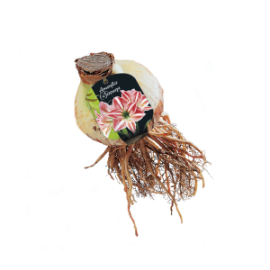 Geliefde Amaryllis soorten