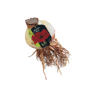 Geliefde Amaryllis soorten