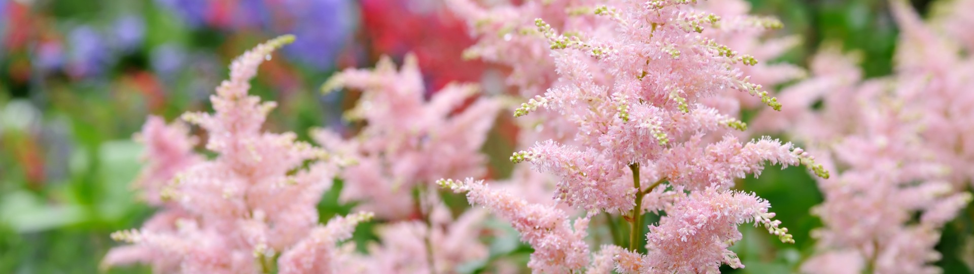 Astilbe