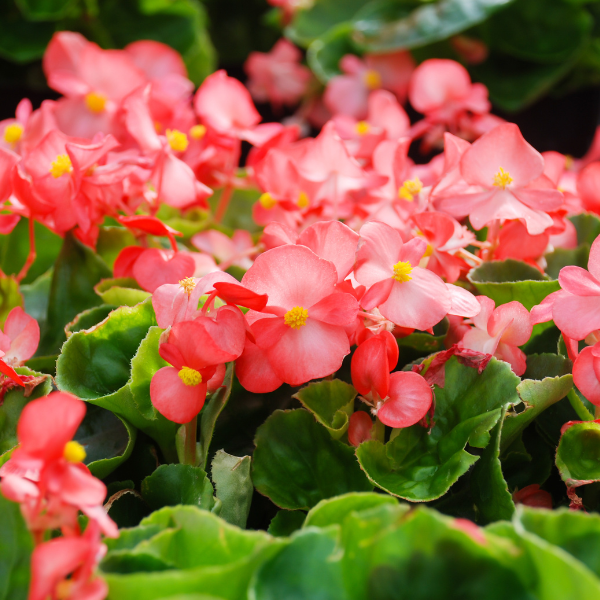 Begonia’s planten en verzorgen