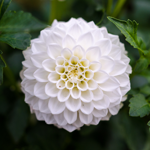 Hoe plant je een Dahlia?
