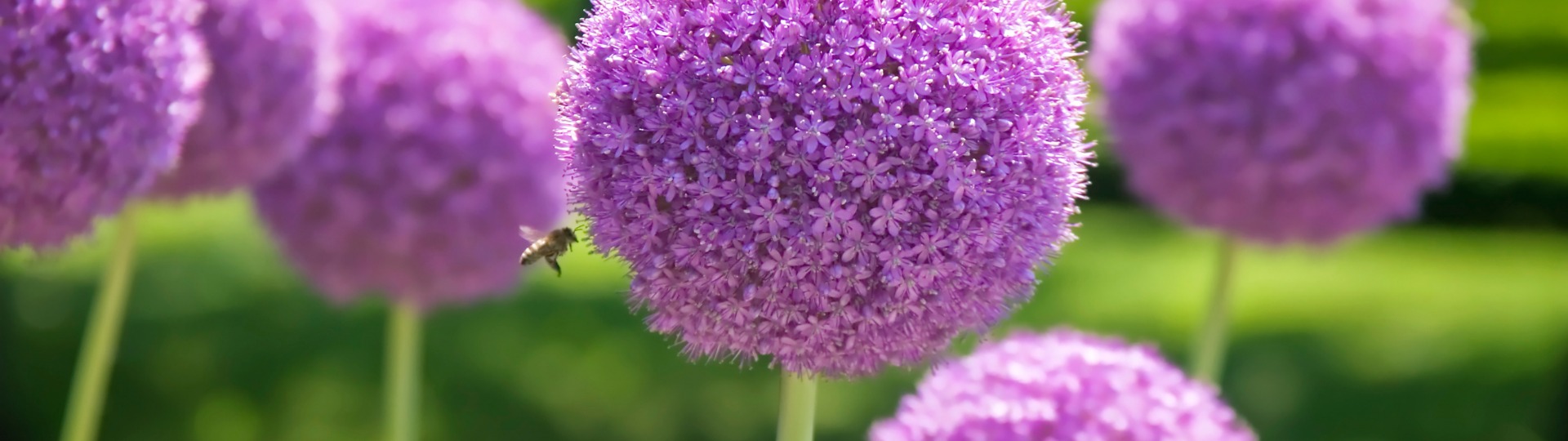 Allium – sierlijke bolbloem voor elke tuin