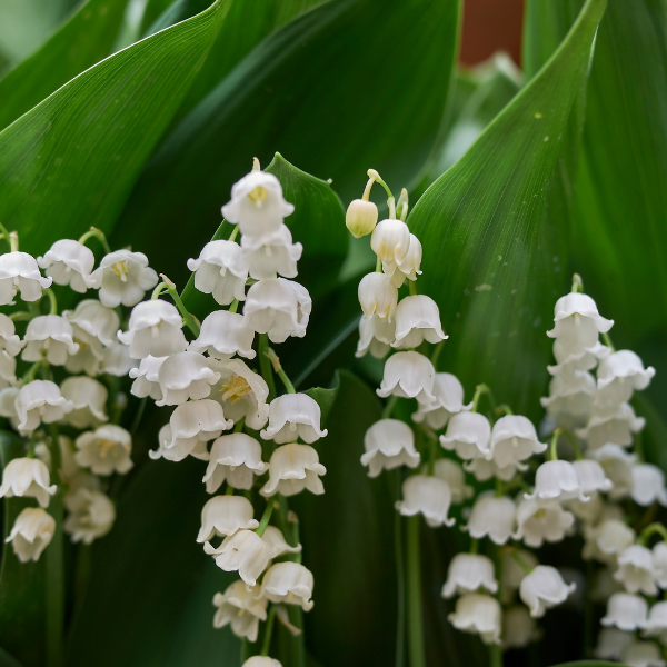 Verzorging van Convallaria – tips voor een gezonde en bloeiende plant