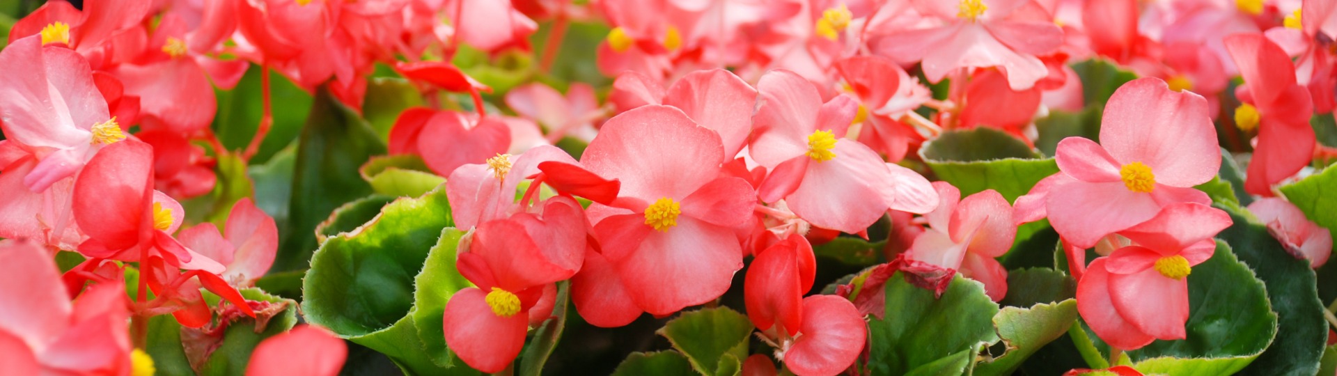 Begonias