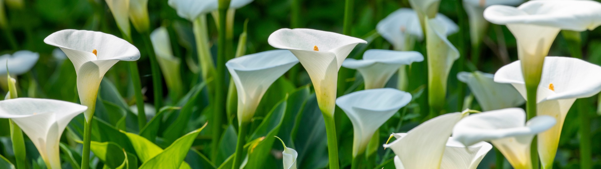 Calla