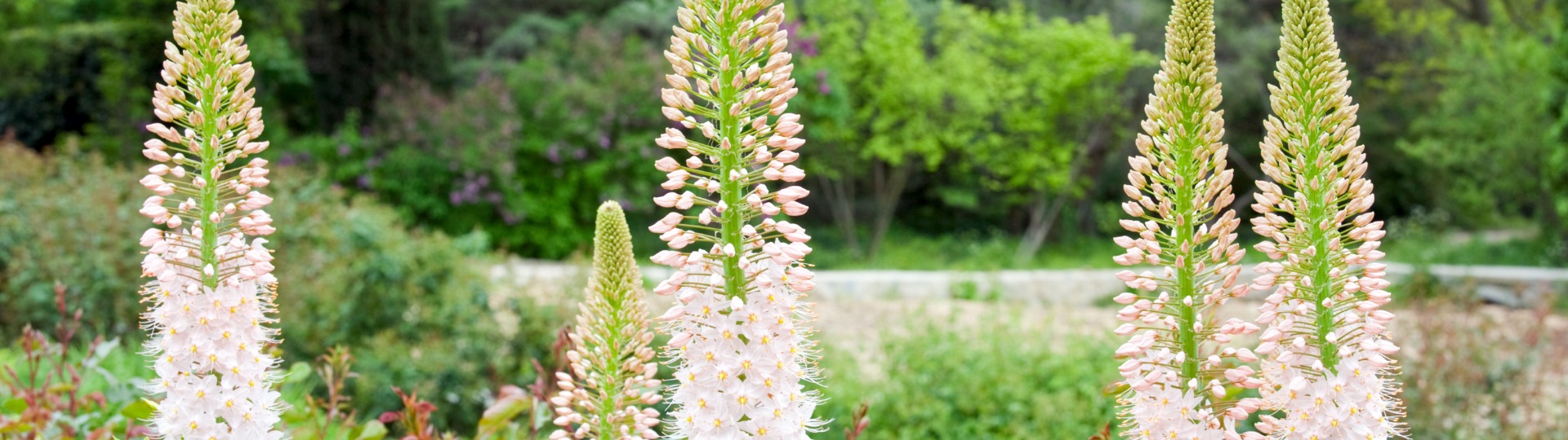 Eremurus