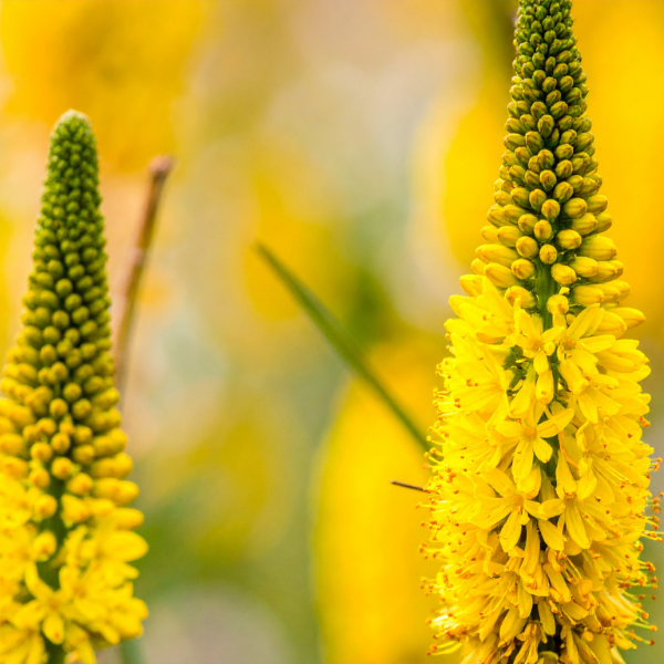 Hoe plant je Kniphofia?