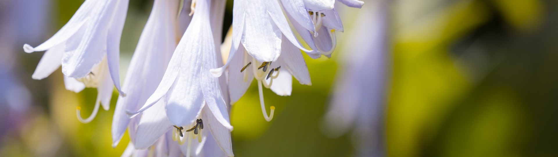 Hosta