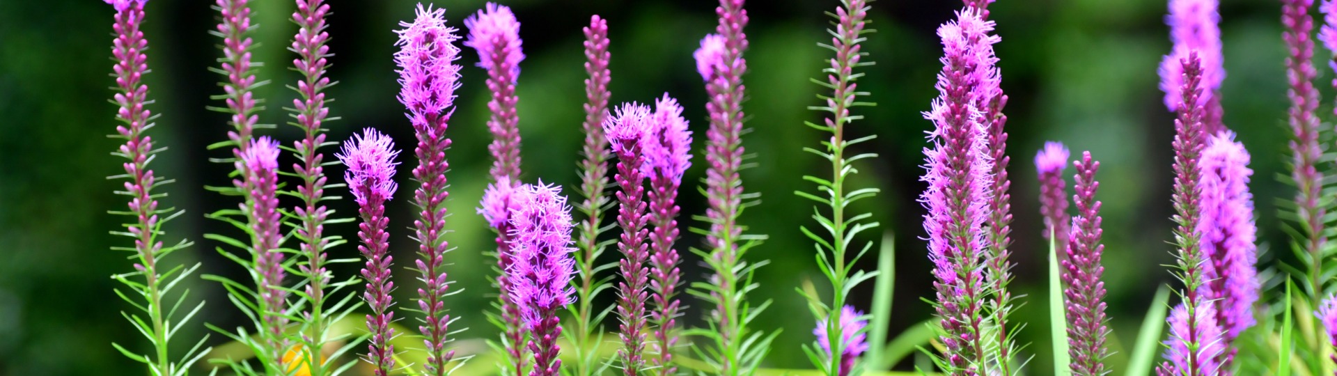 Liatris