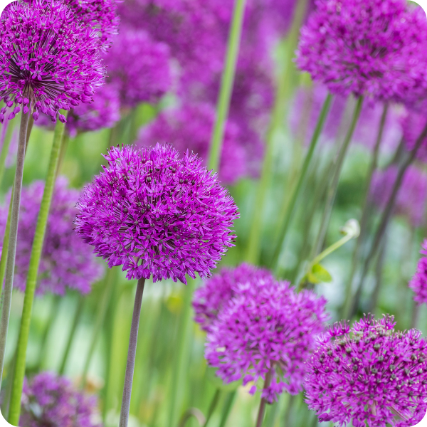 Hoe plant je een Allium?