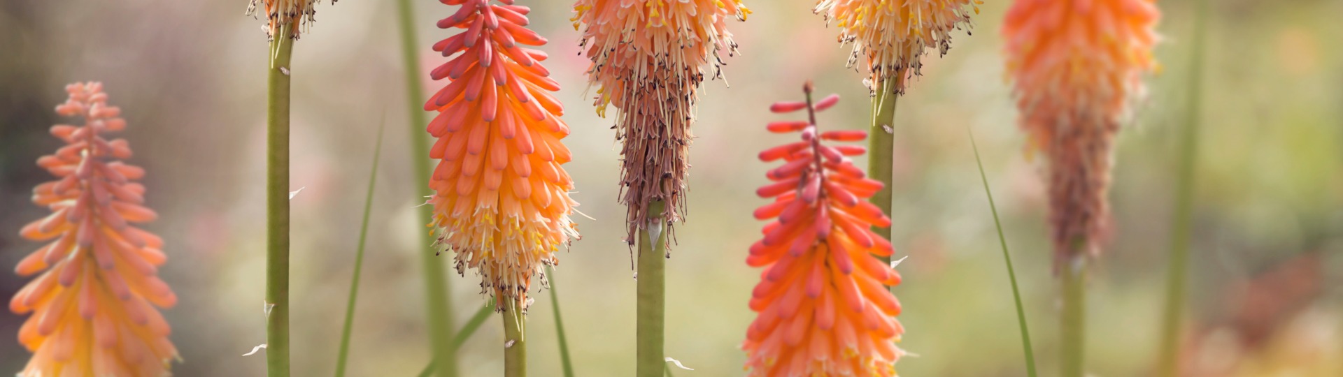 Kniphofia