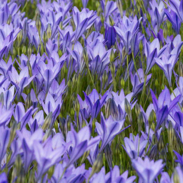 Verzorging van Brodiaea – tips voor een gezonde en bloeiende plant