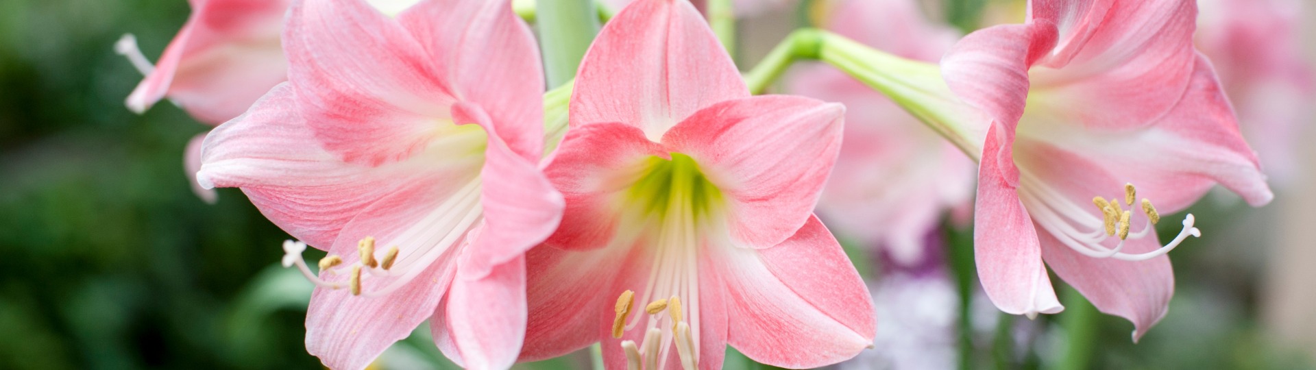 De Amaryllis bloembol