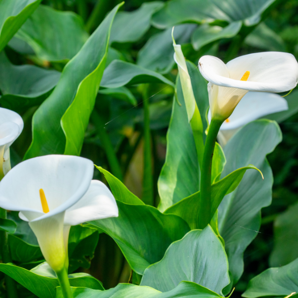 Verzorging van Calla – tips voor een gezonde en bloeiende plant
