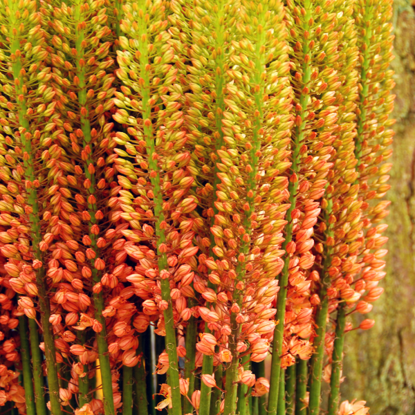 Hoe plant je Eremurus?