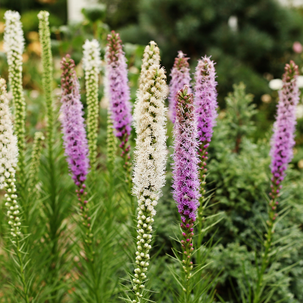 Liatris – de sierlijke prairiekaars voor je tuin