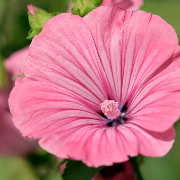 Alcea (Stokroos) – Plant- en Verzorgingstips