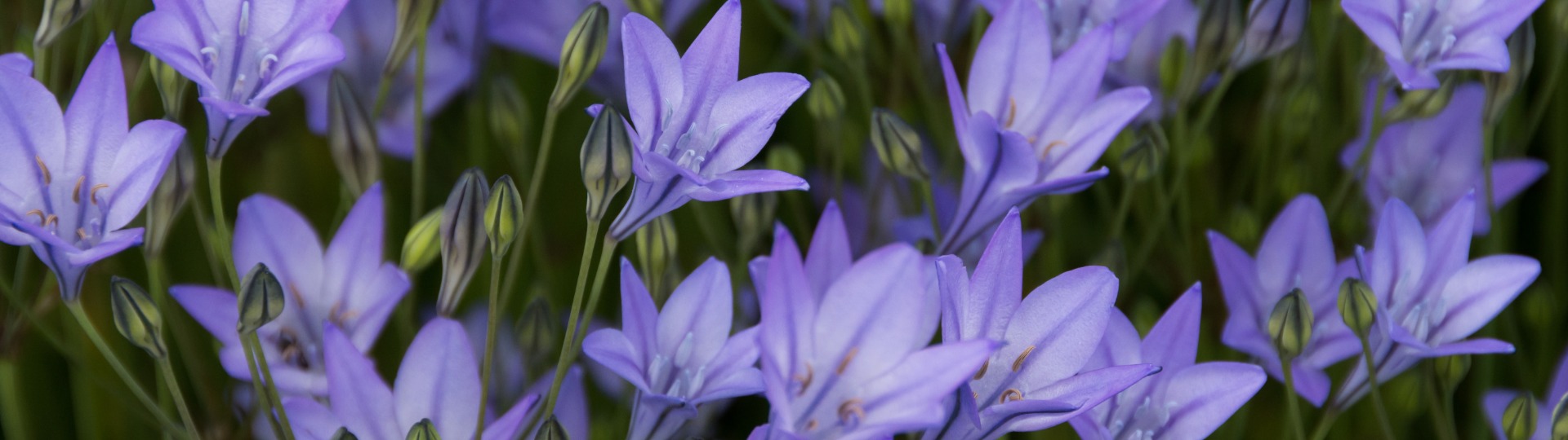 Brodiaea