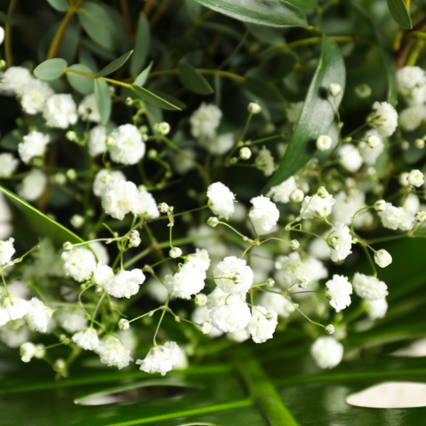 Hoe plant je Gypsophilia?