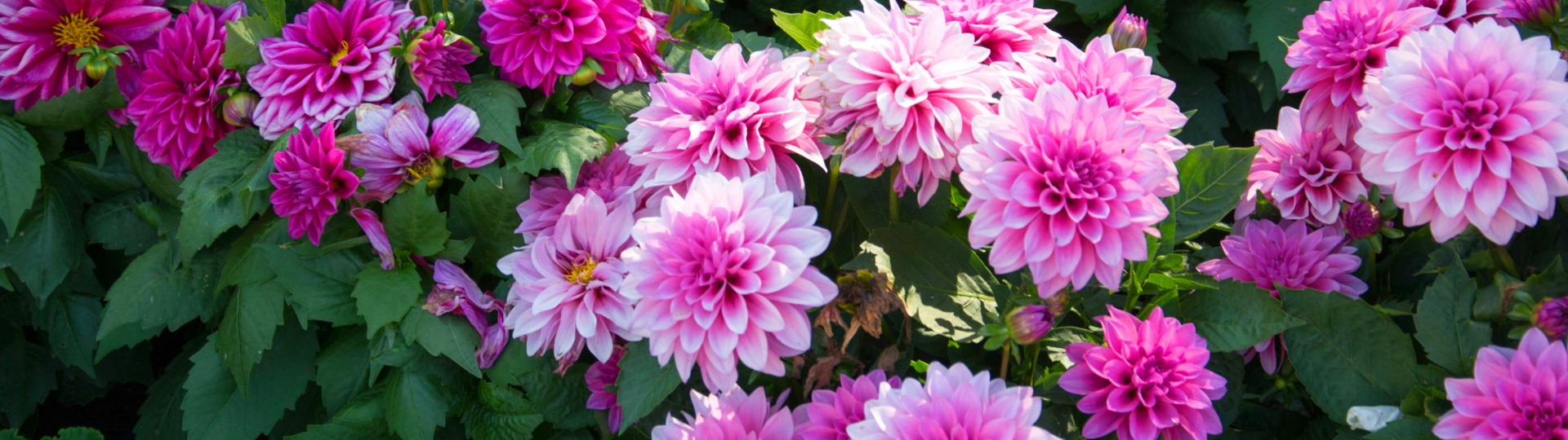 Alle zomerbloeiers van Baltus