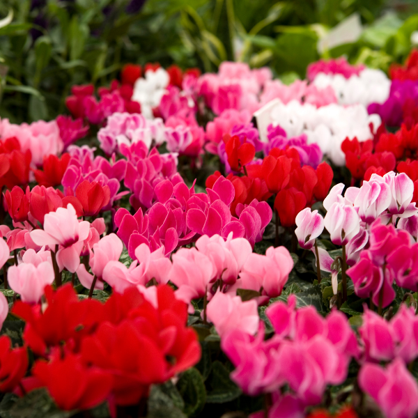 Verzorging van Cyclaam – tips voor een gezonde en bloeiende plant