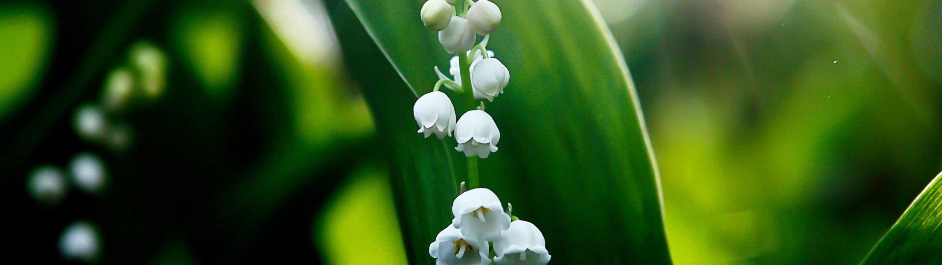 Convallaria