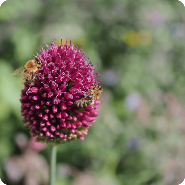Populaire Allium soorten