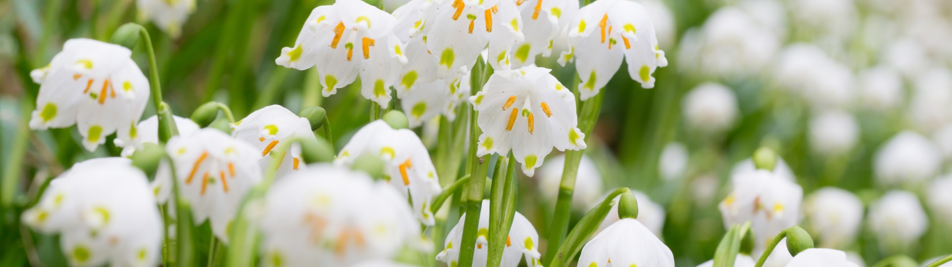 Leucojum