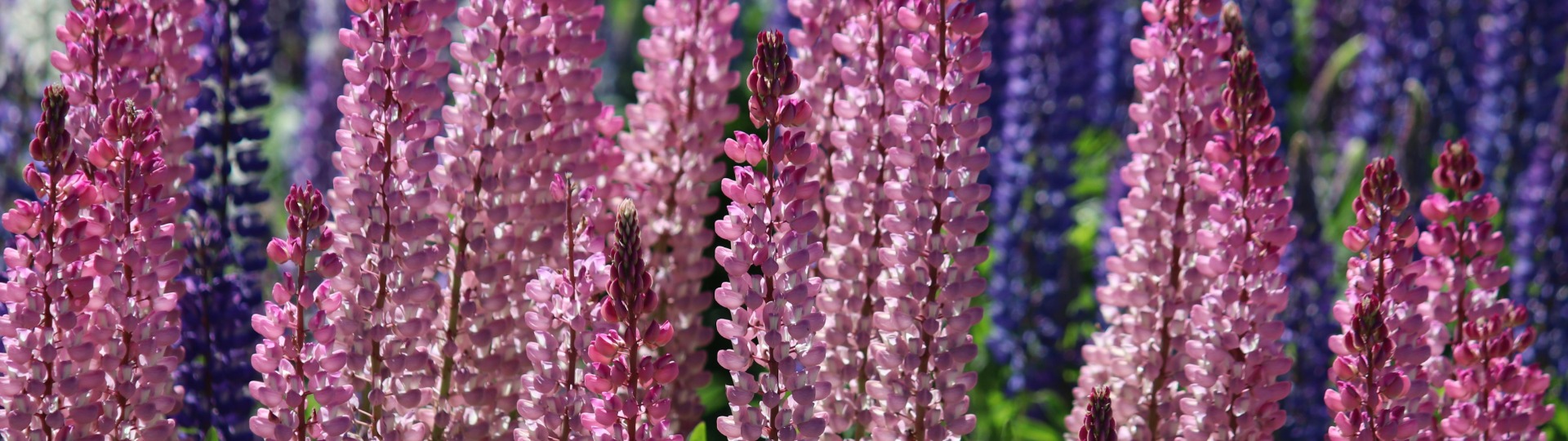 De Lupine: Kleurrijk en Bodemvriendelijk