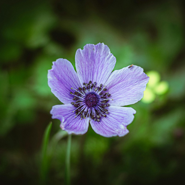Anemone planten – stap voor stap