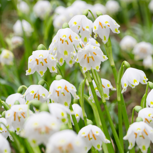 Hoe plant je Leucojum?