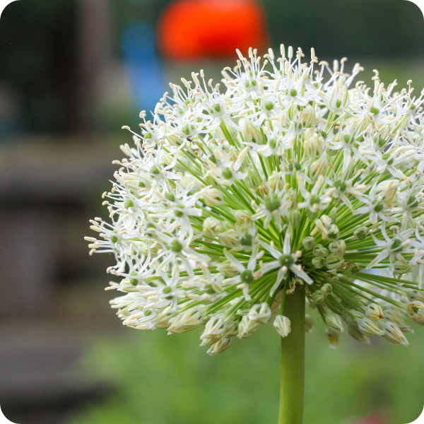 Wat is Allium?