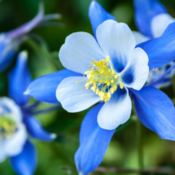 De Akelei - een sierlijke voorjaarsbloeier