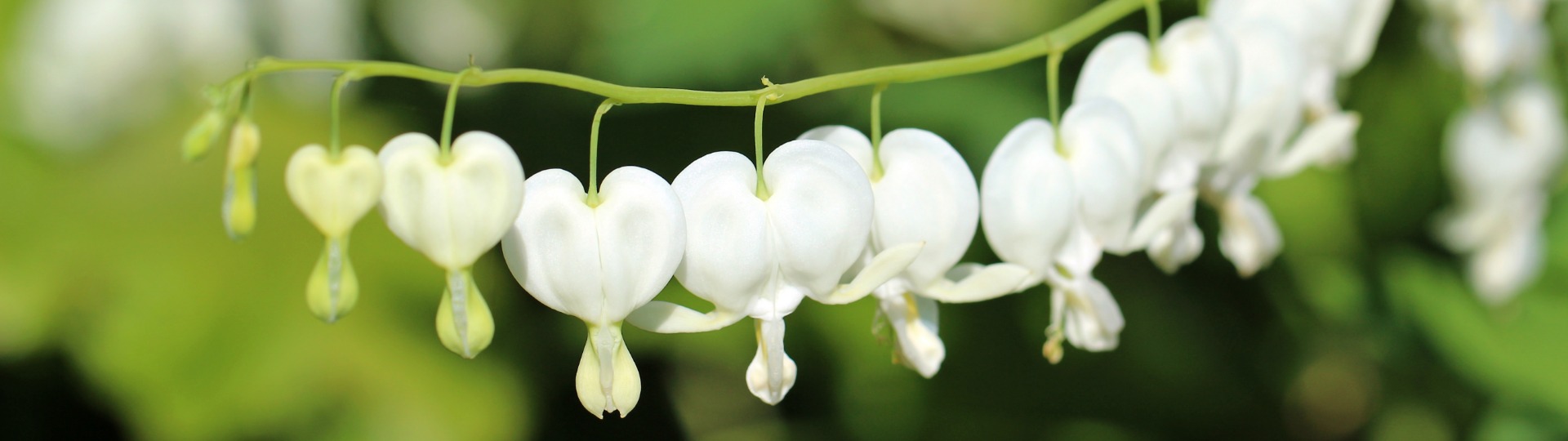 Dicentra