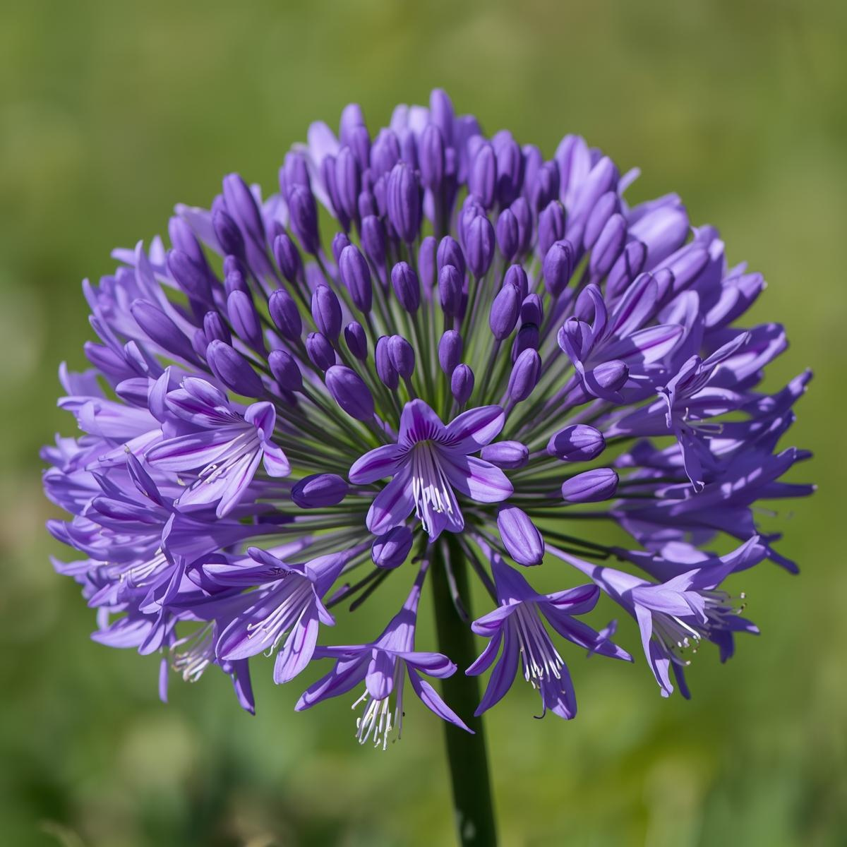 Hoe plant je Agapanthus?