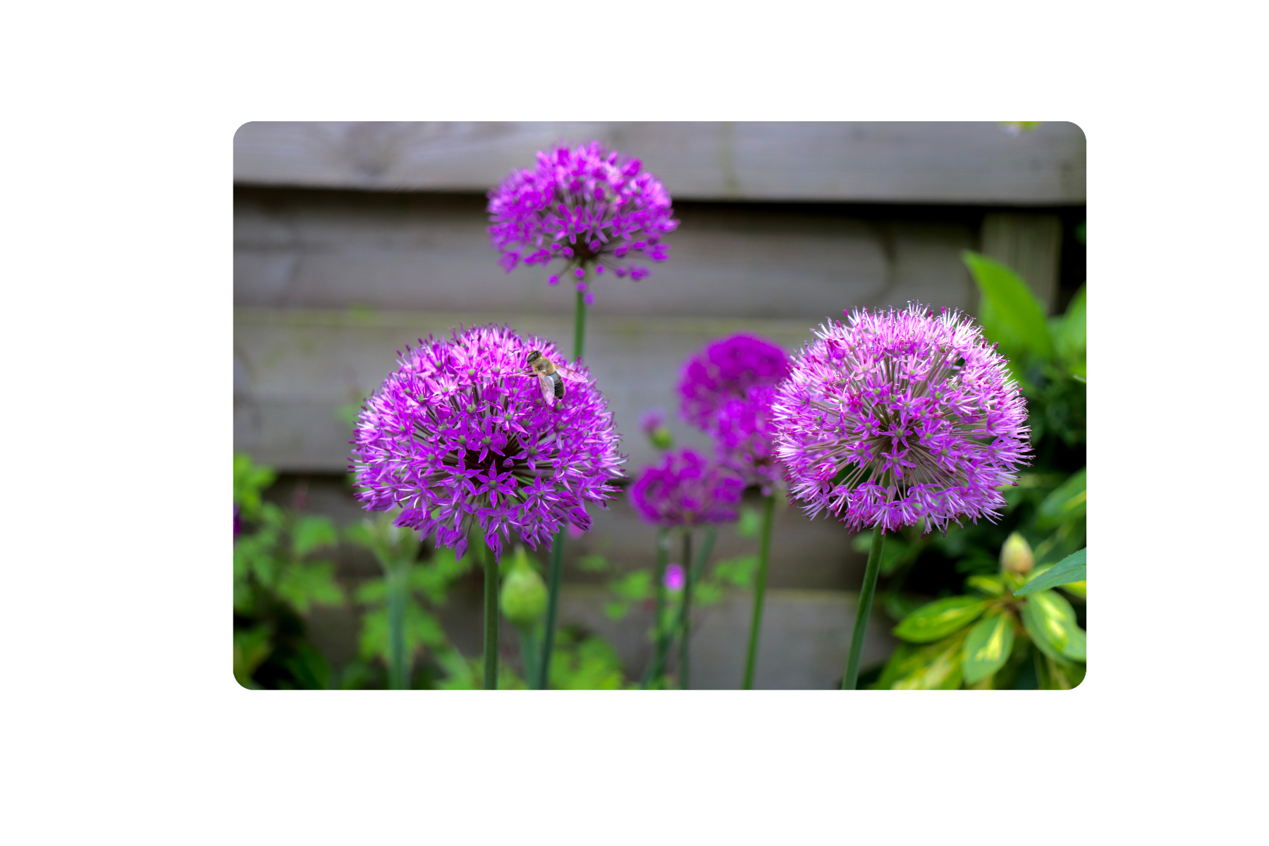 Hoe plant je Alliums?