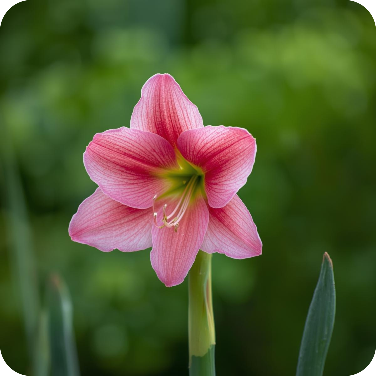 Hoe plant je een Amaryllis