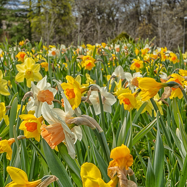 Verzorging van Narcissus
