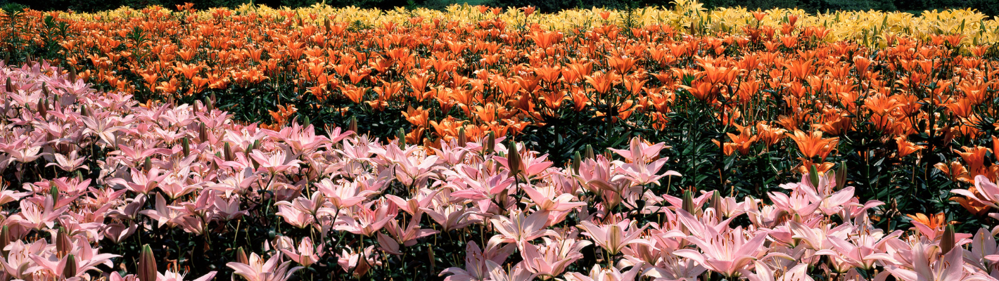 LILIUM