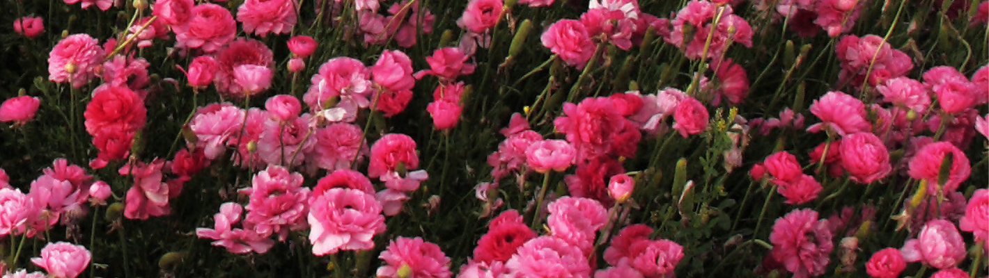 RANUNCULUS