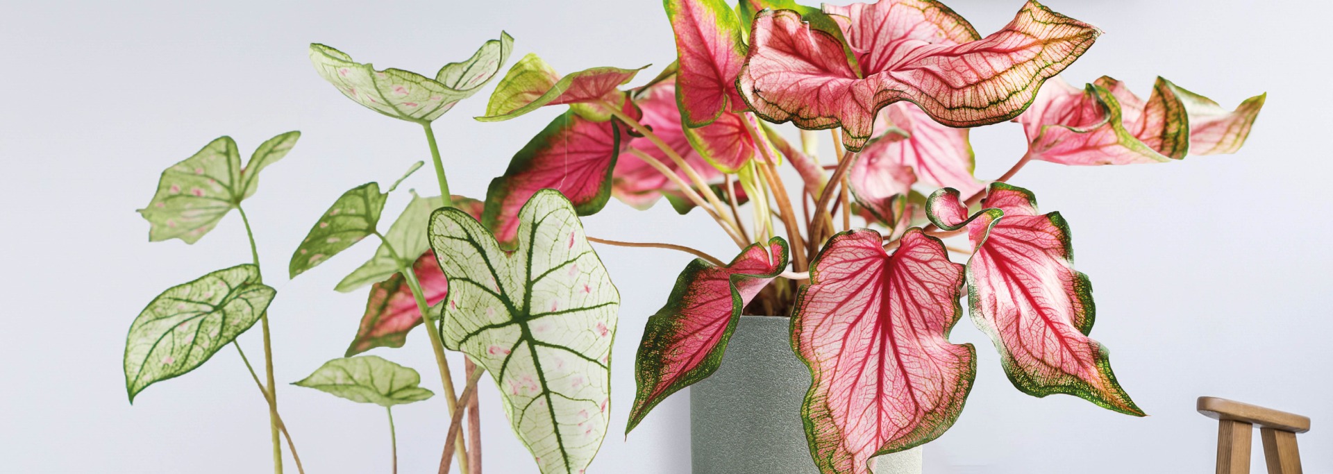 Urban Roommates Caladium