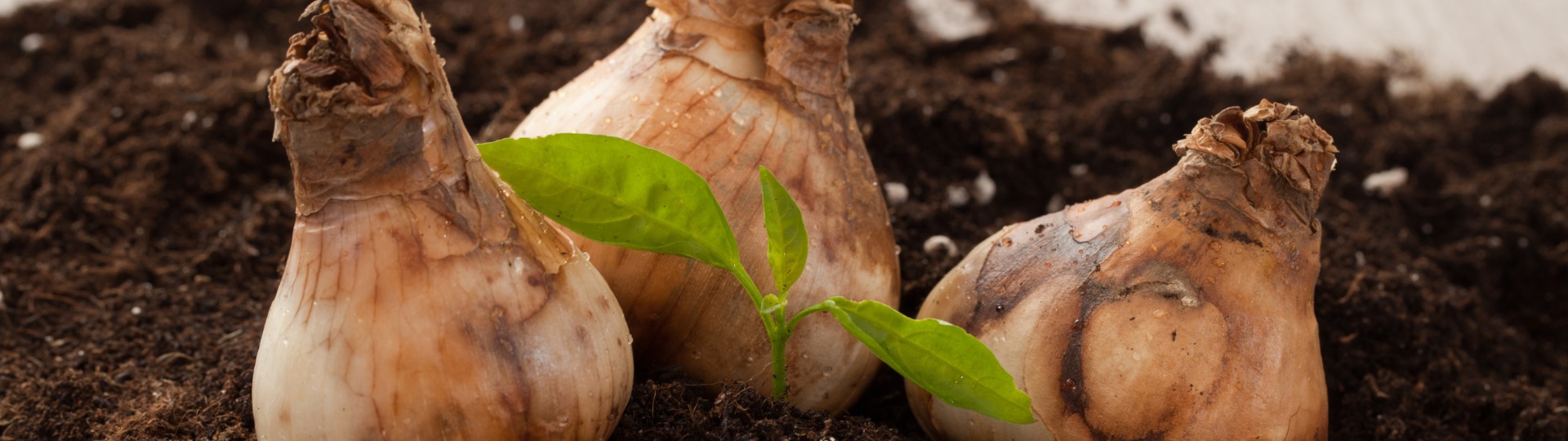 Biologische Bloembollen van Baltus
