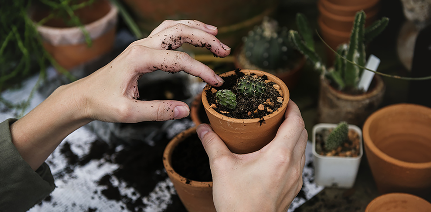 Wanneer moet je de Bloembollen planten?