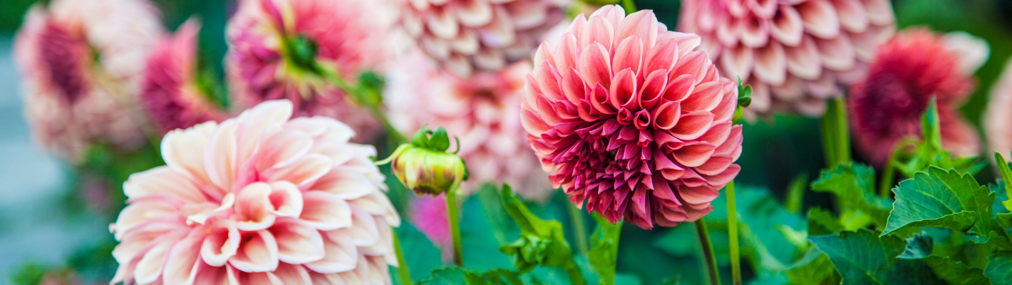 Biologische Dahlia Bloembollen van Baltus Holland