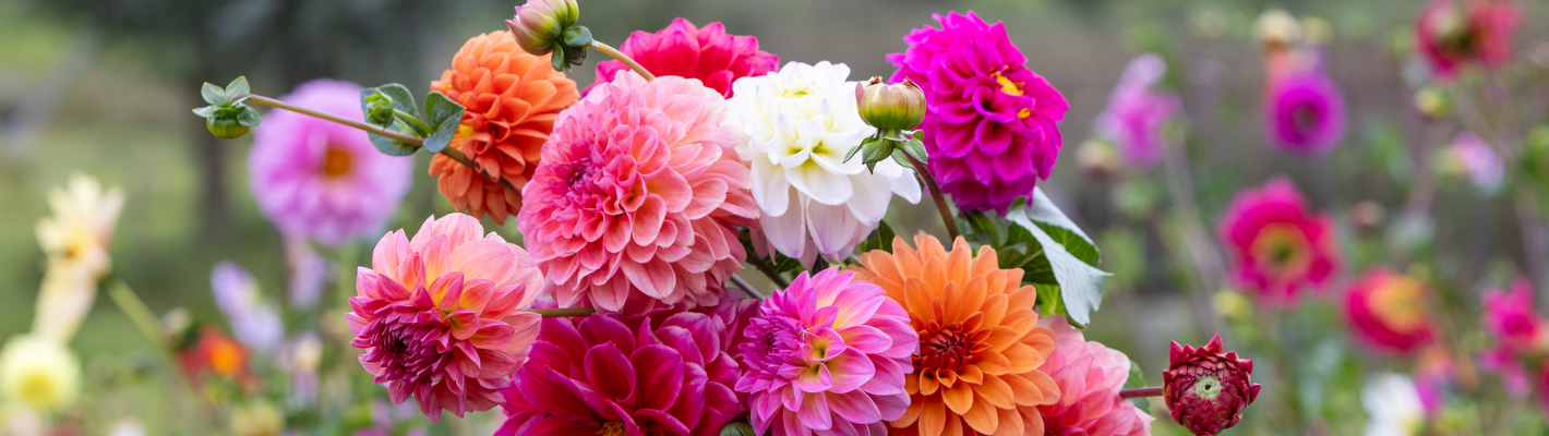 Dahlia bloembollen van Baltusholland