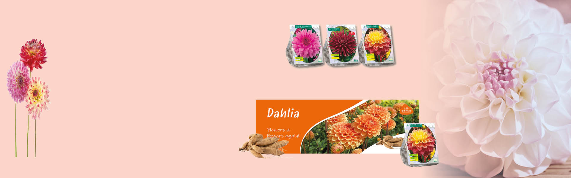 Dahlia bloembollen van Baltusholland